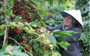 Gia-ca-phe-hom-nay-28xayuw